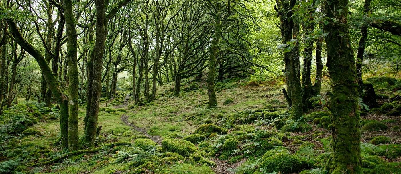 image of a lush green jungle in pelling