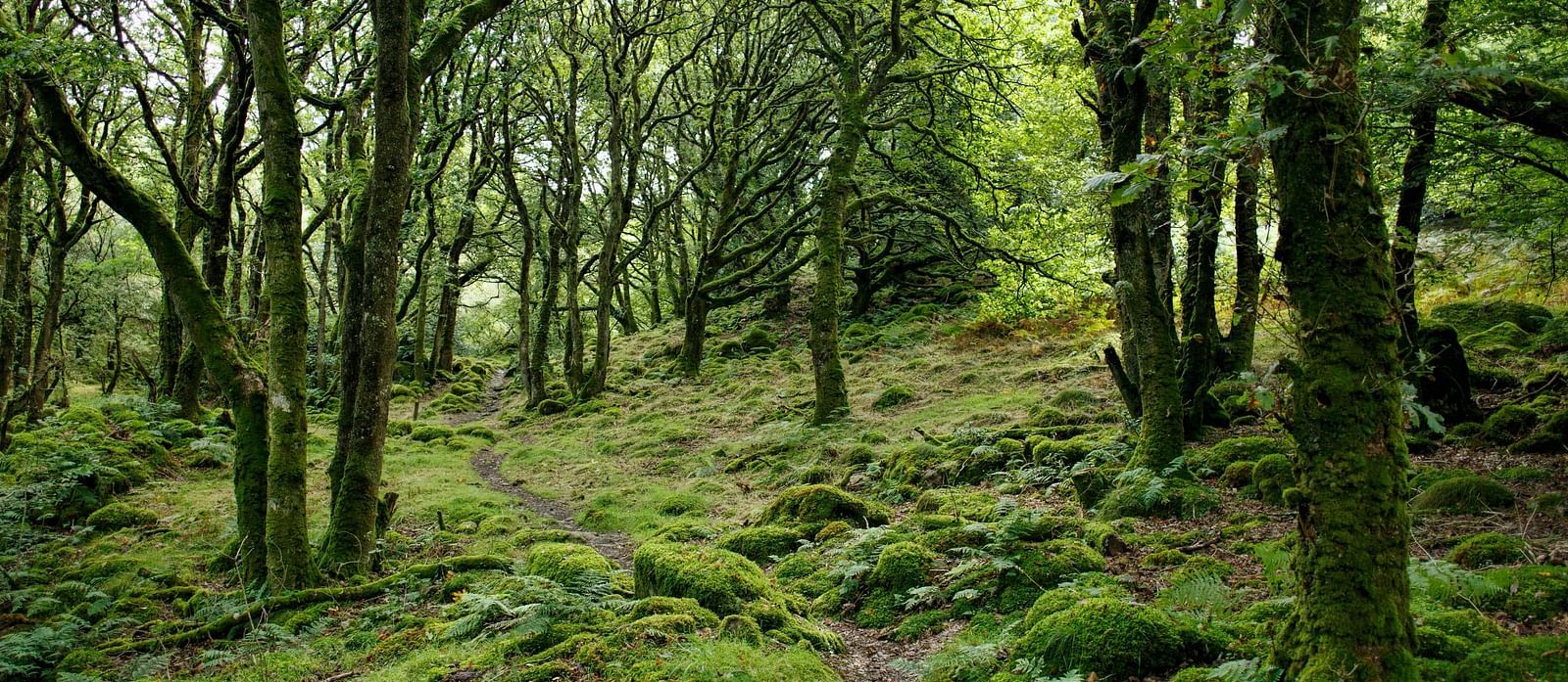 image of a lush green jungle in pelling