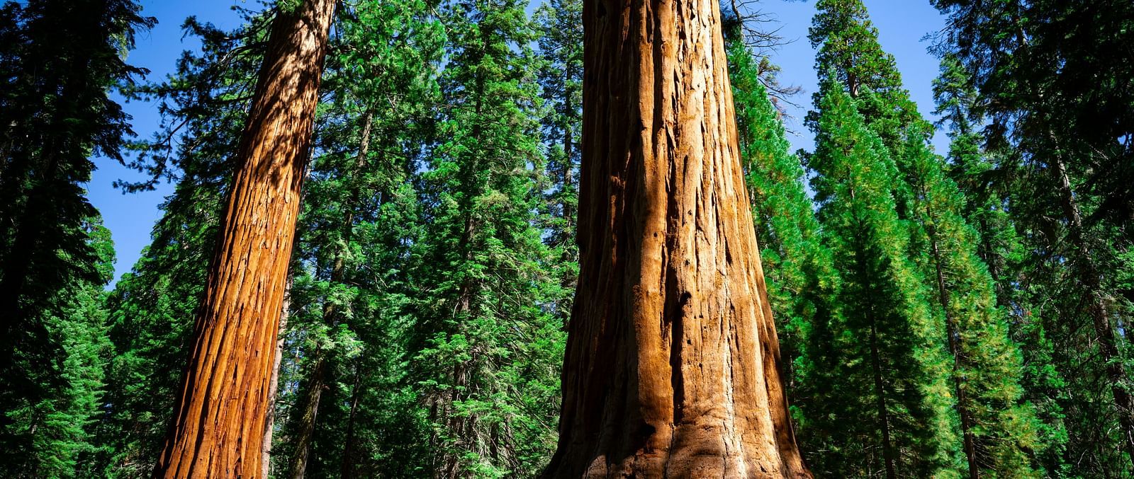An overview of Giant Sequoias in the Yosemite forest with pine trees behind them.