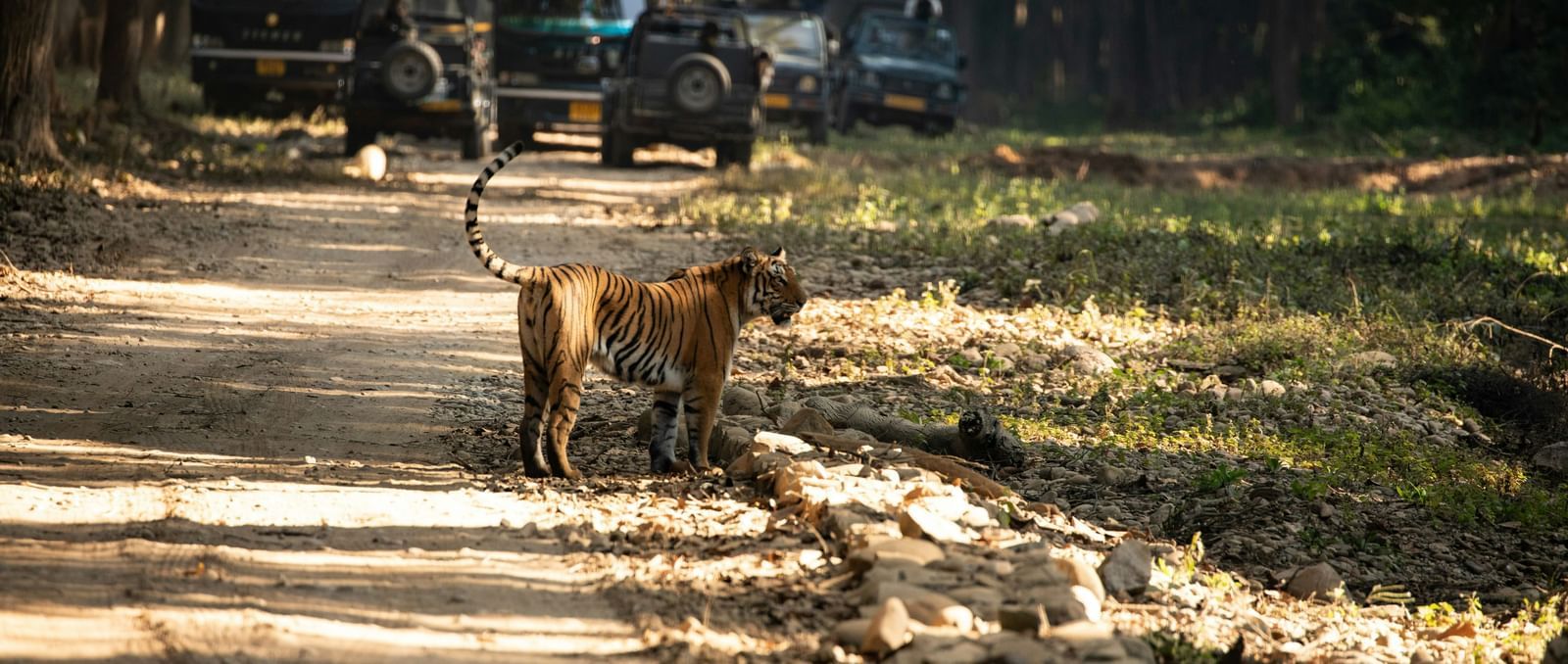 A safari jeep and a tiger spotted in a forest trail.