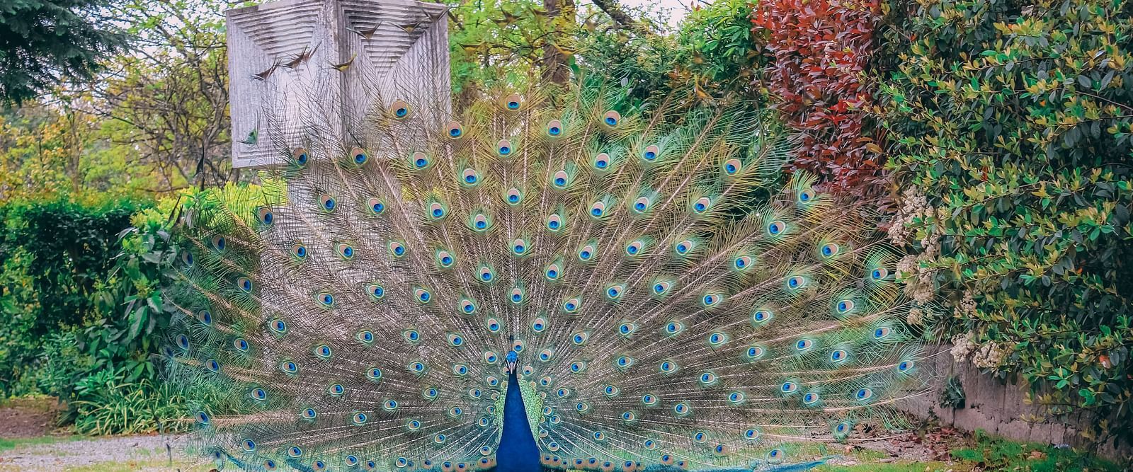 A vibrant peacock with its feathers fully spread, showcasing its colorful plumage in a garden setting.