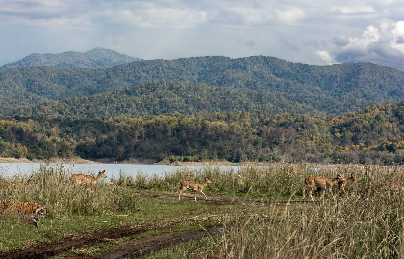 picture of mountains and a cloudy sky, also features high grass and a few animals.