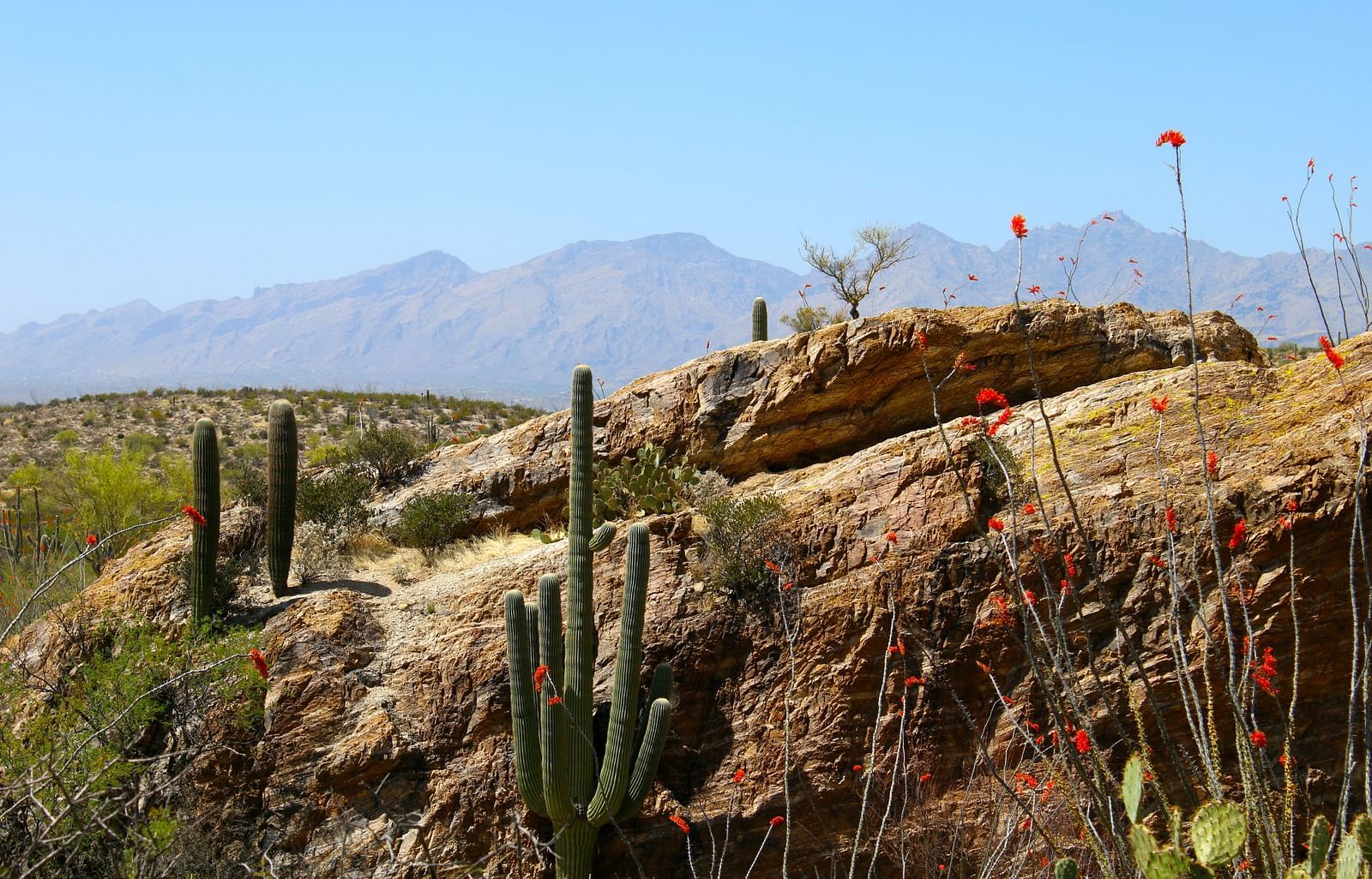 An image of a rock in a mountain with cactus plants