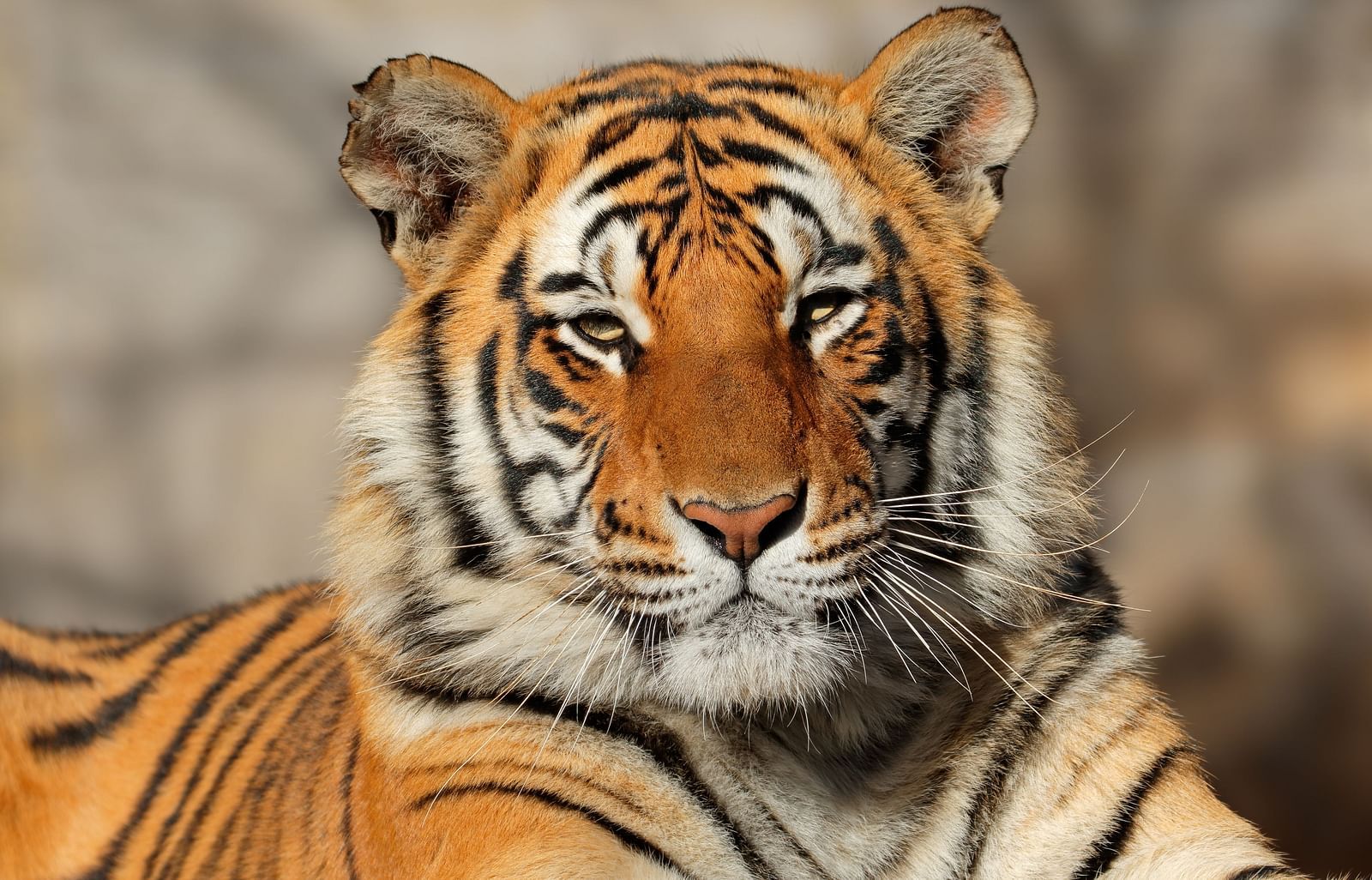 An image of atiger