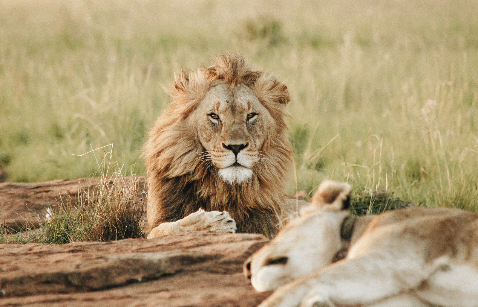 An image of lion laying on a land