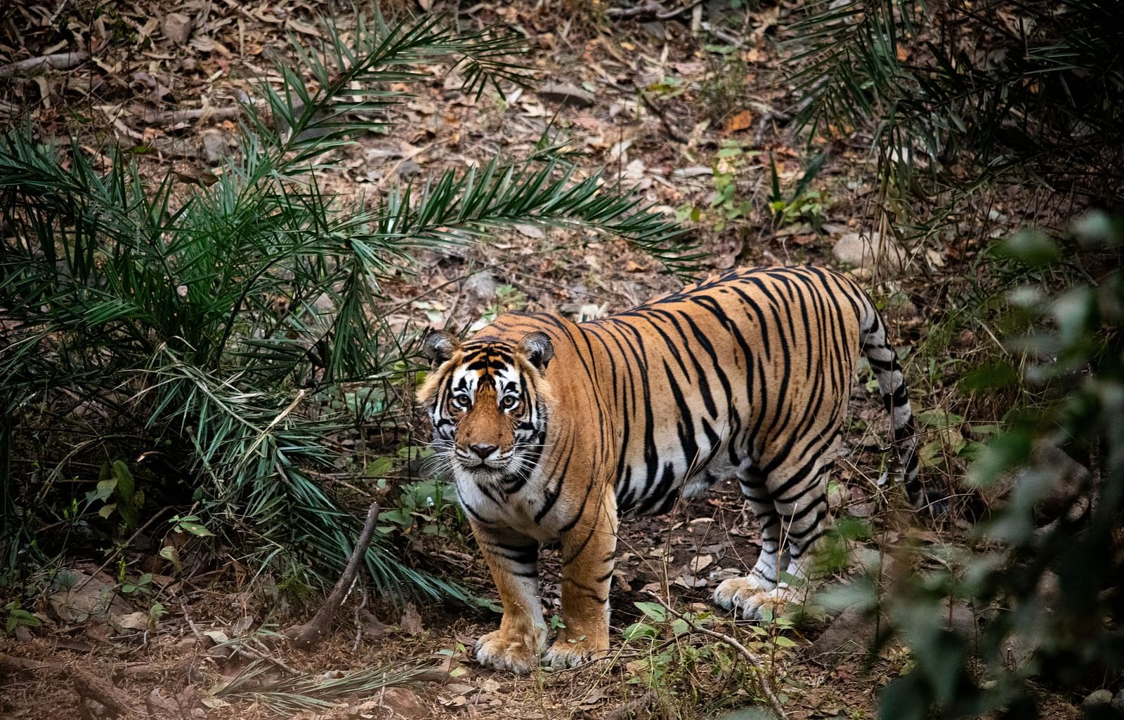 An image of a tiger in a jungle 