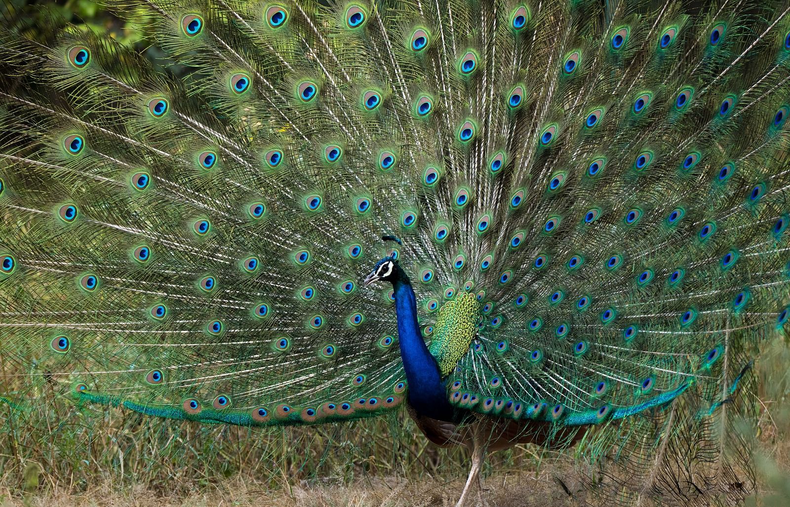 Image of a peacock with its feathers open - Utsav Camp Sariska