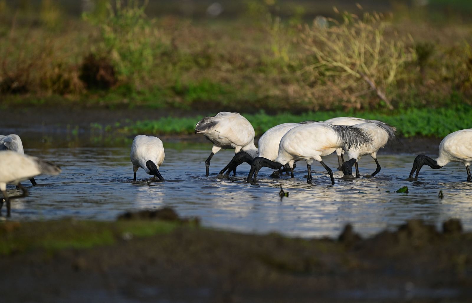 An image of a group of birds near a lake