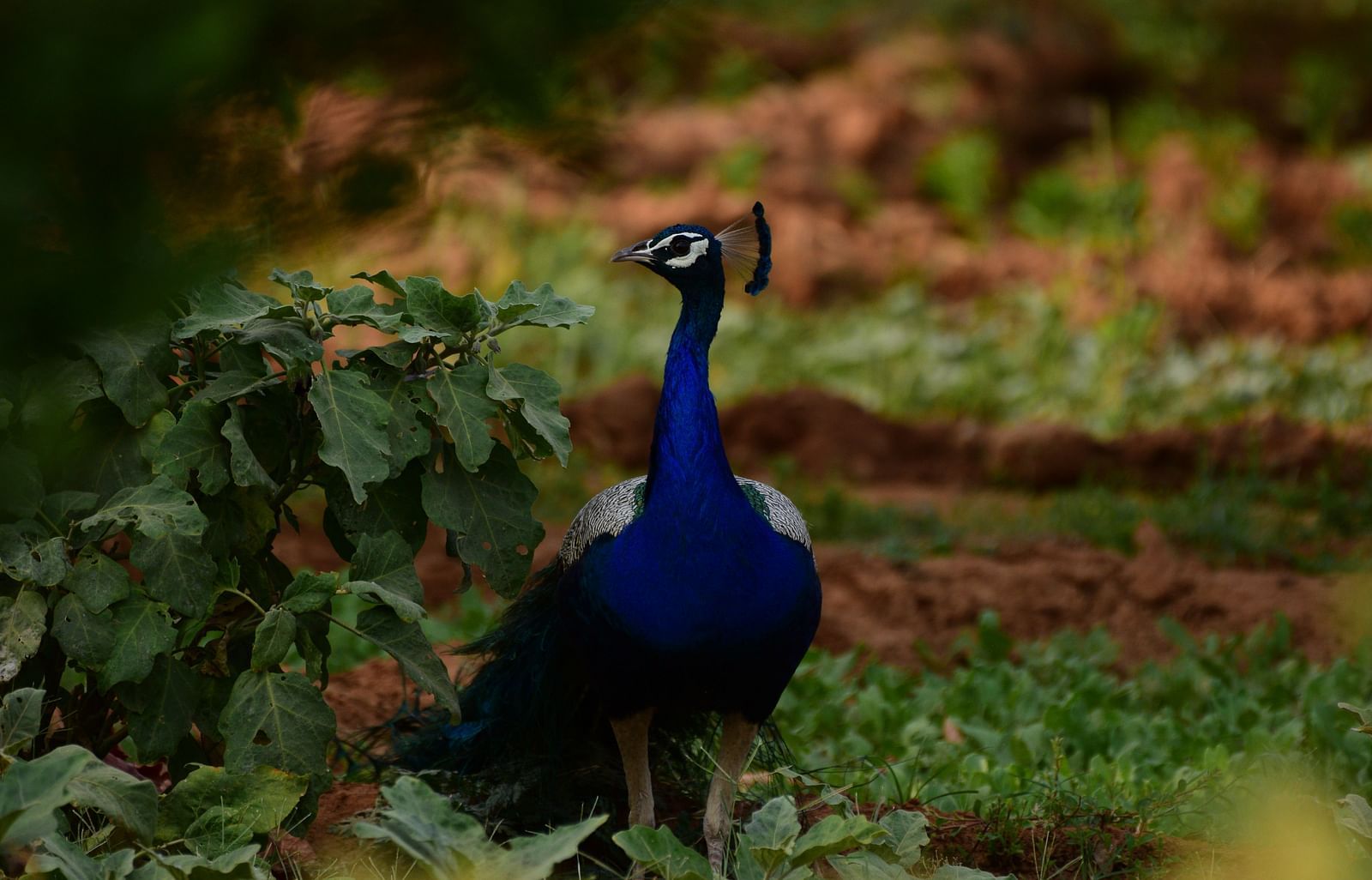 A close-up image of peacock standing on the ground