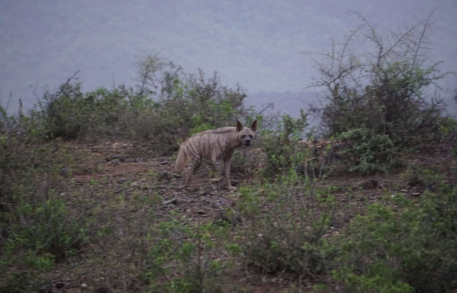 Hyena sniffing the ground near bushes on a hillside at dusk.