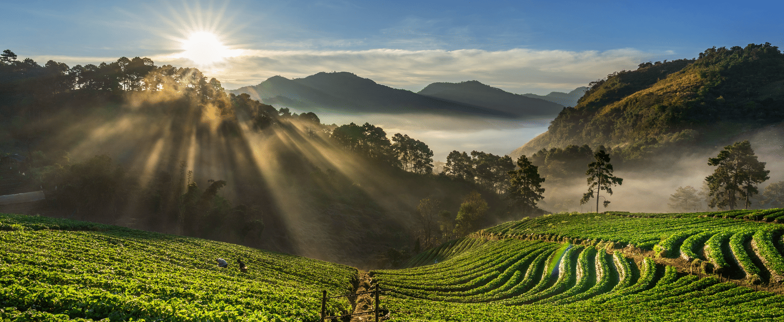 Sunrise over a vibrant green tea plantation in the hills, with golden rays of light streaming across the landscape.