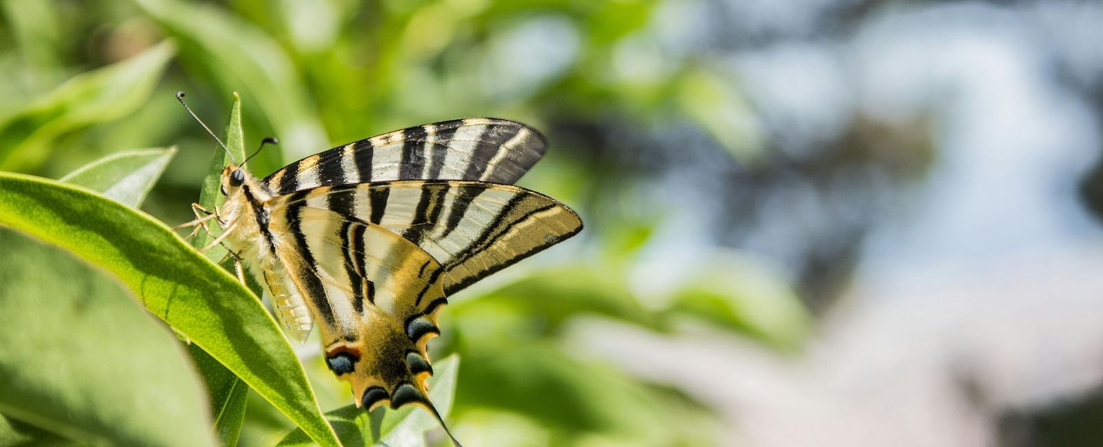 butterfly watching
