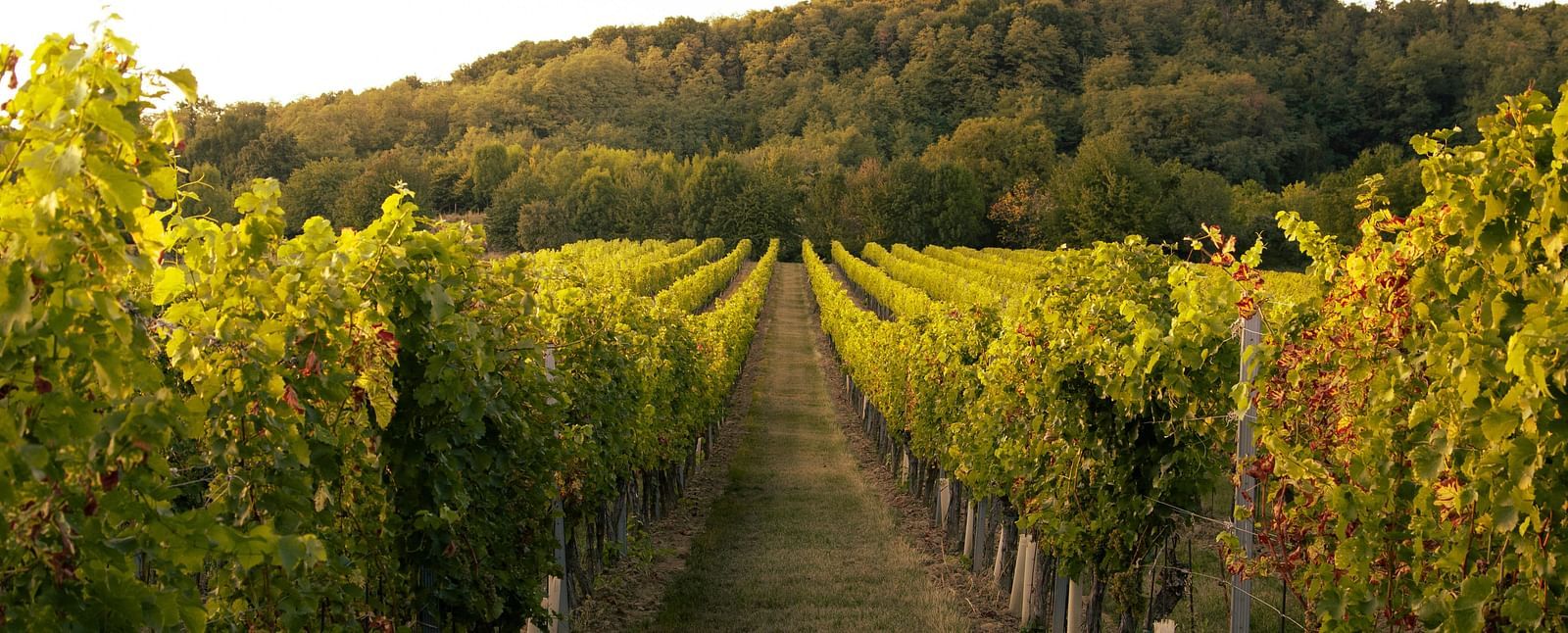 A straight path between rows of grapevines in a lush green vineyard.