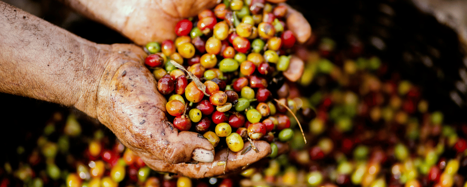 A person's hands scoop up a handful of freshly harvested, multi-coloured coffee berries.