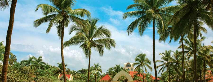 overview of the lawn area with many coconut trees on it - Caravela Beach Resort Goa