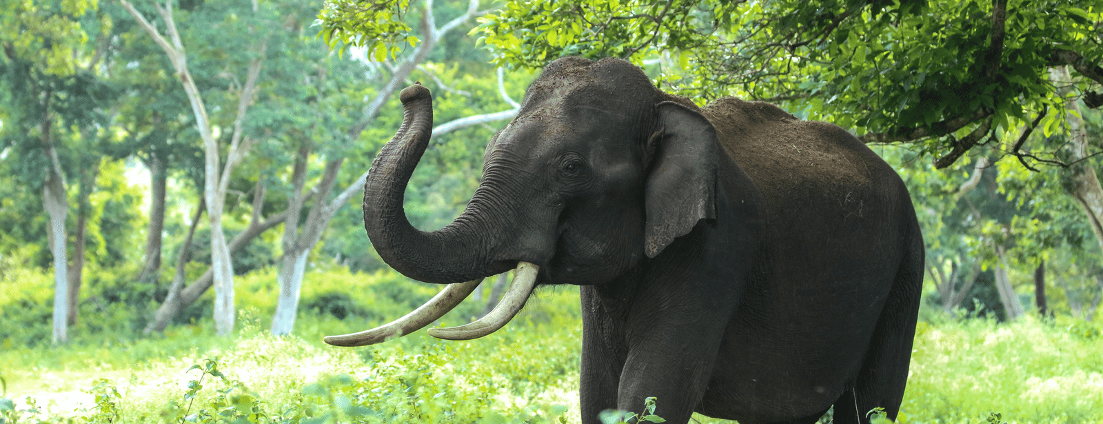 An elephant walking through a grassy area with trees in the background, and greenery surrounding the animal.