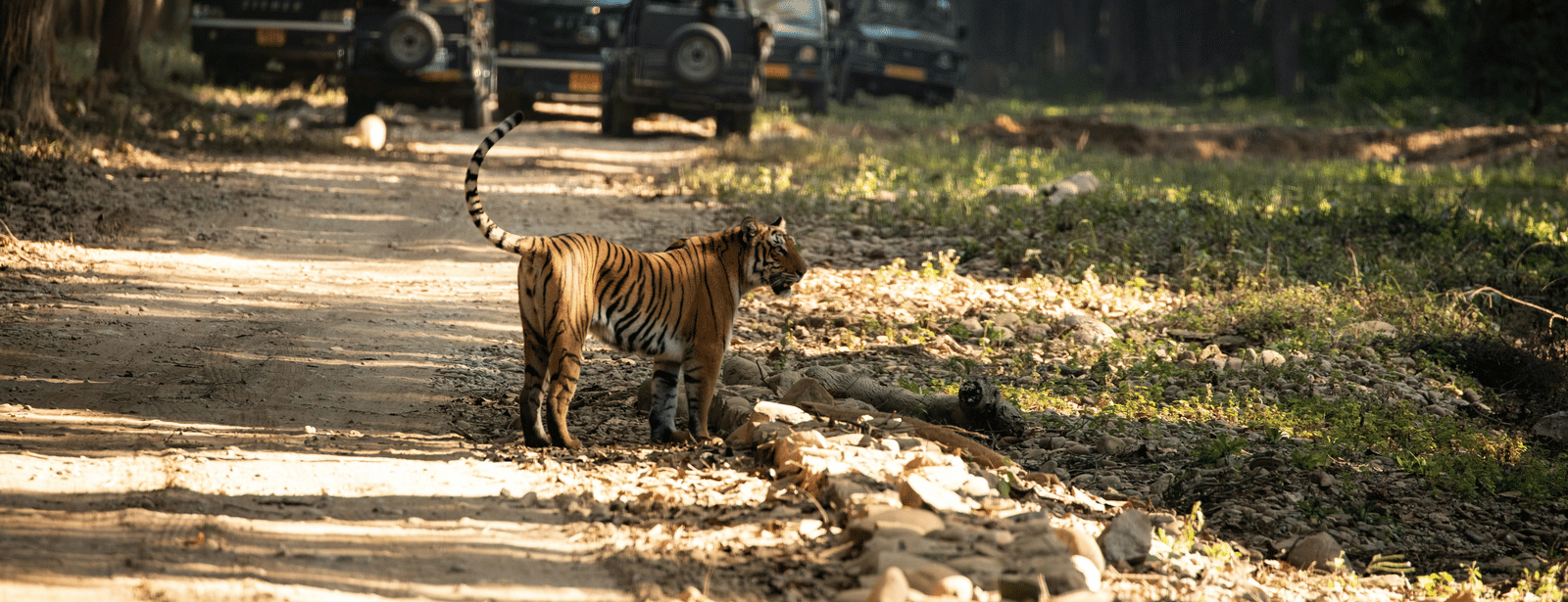 Jeep on jungle trail spotting a tiger during Sariska National Park Safari near Vedikant Resorts The Mallard Corbett.