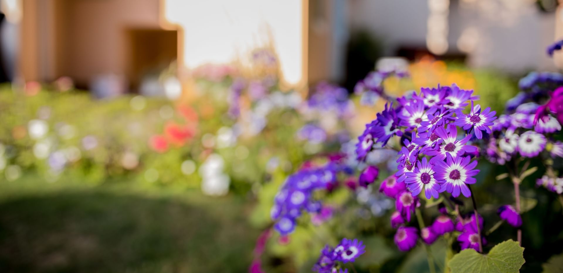 A cluster of vibrant purple flowers blooming in full glory in the scenic gardens at Karma Chalets. | Getaway in Gurgaon