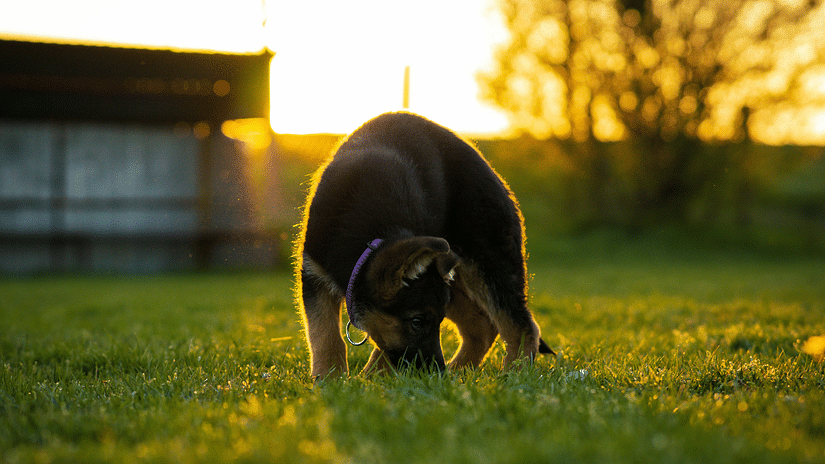 A German Shepherd puppy sniffing the grass in a golden sunset.