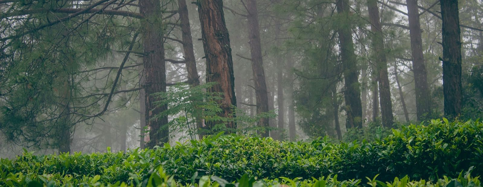 Lush green terraced fields and forested hills in a scenic landscape, highlighting nature's beauty and tranquility