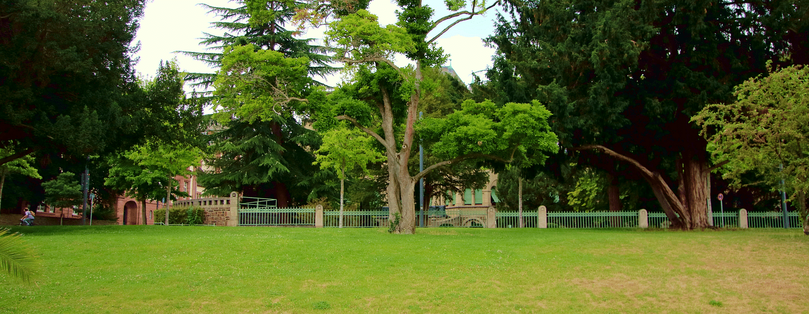 An image of a park with a bench in the foreground and trees in the background