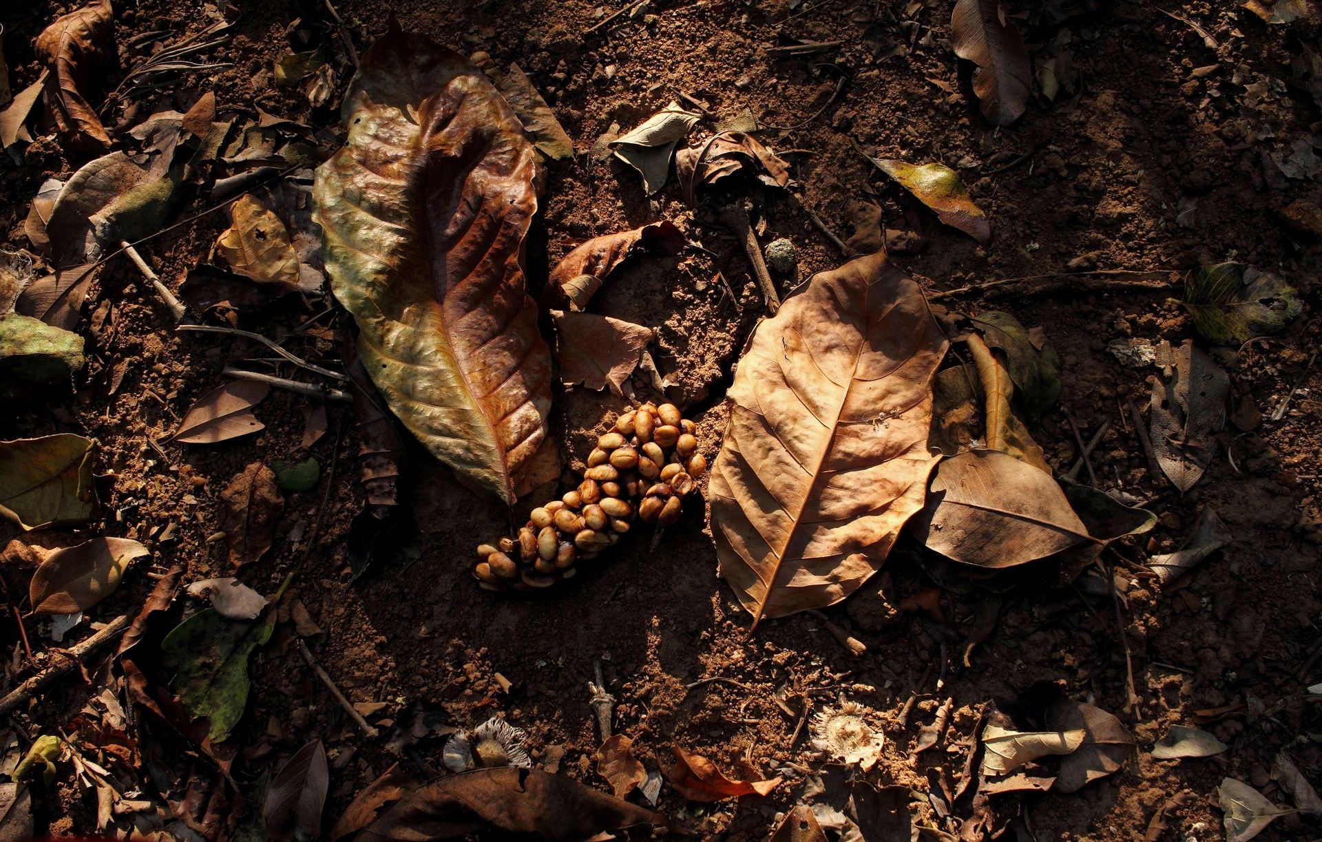 Civet coffee (Kopi Luwak) on forest floor in sunlight.
