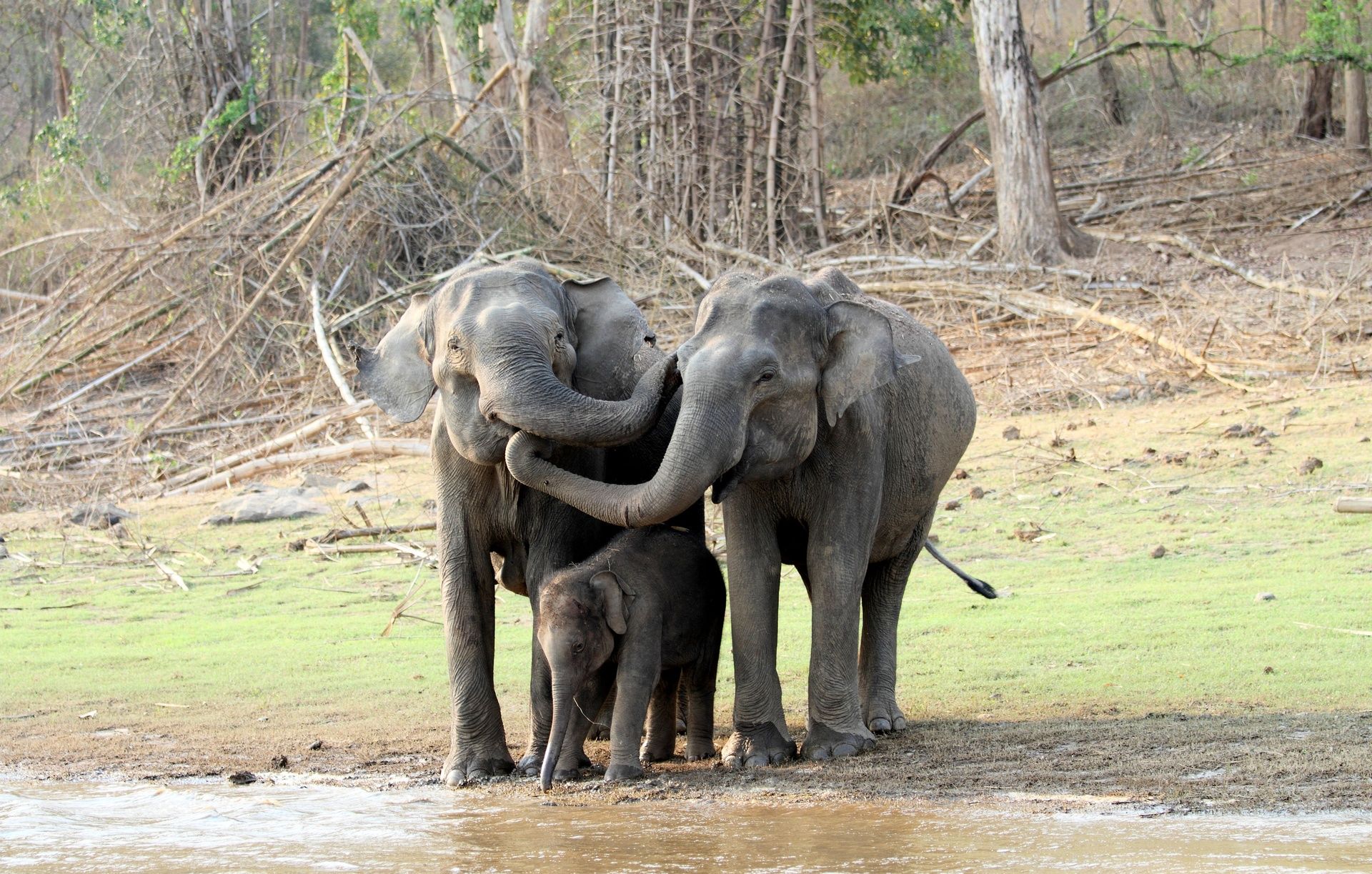 Two elephants and a calf by water in a forest.
