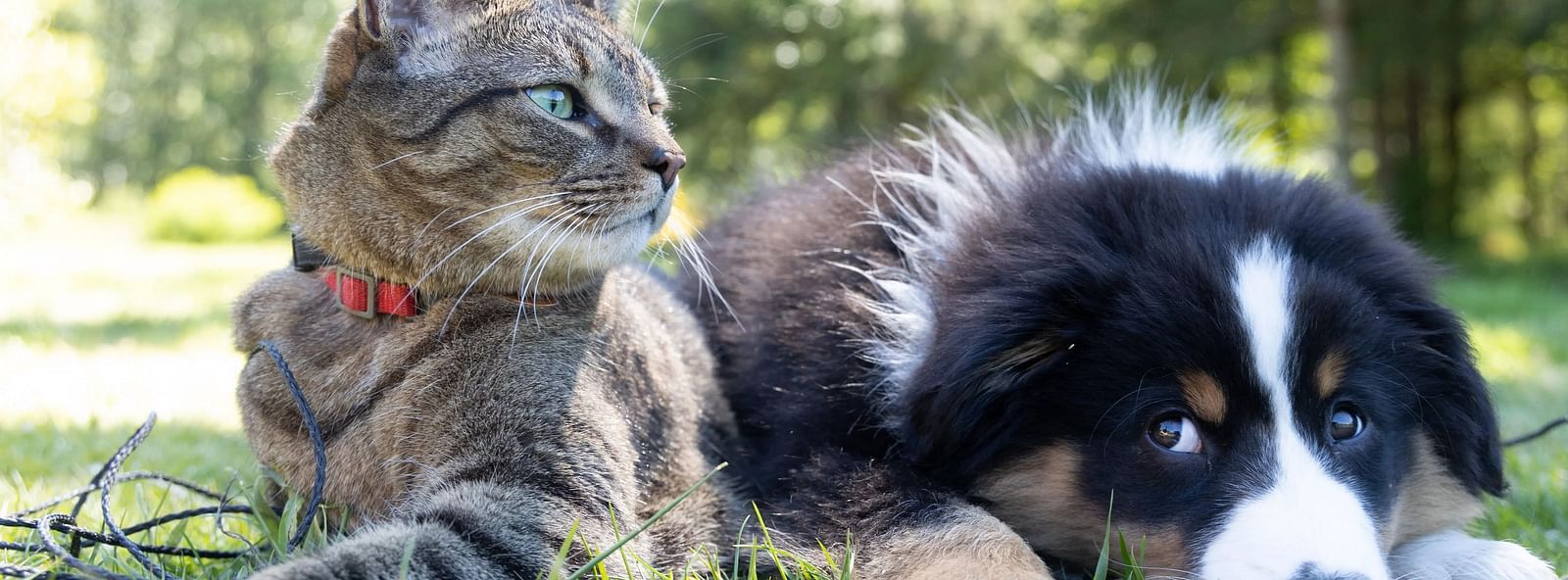 Cat and dog lying together on grass, looking at the camera.