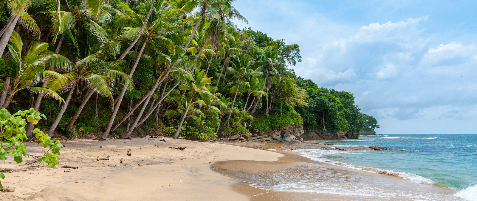 A tranquil beach with lush palm trees and clear blue waters