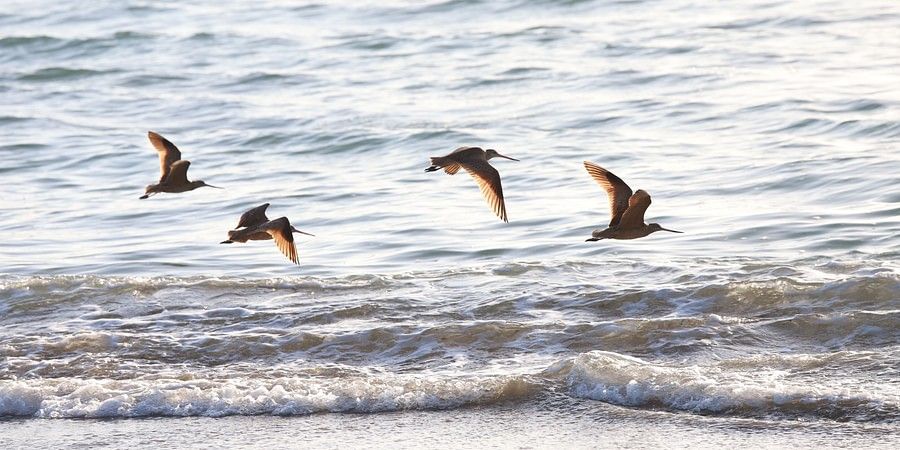 birds flying at a beach