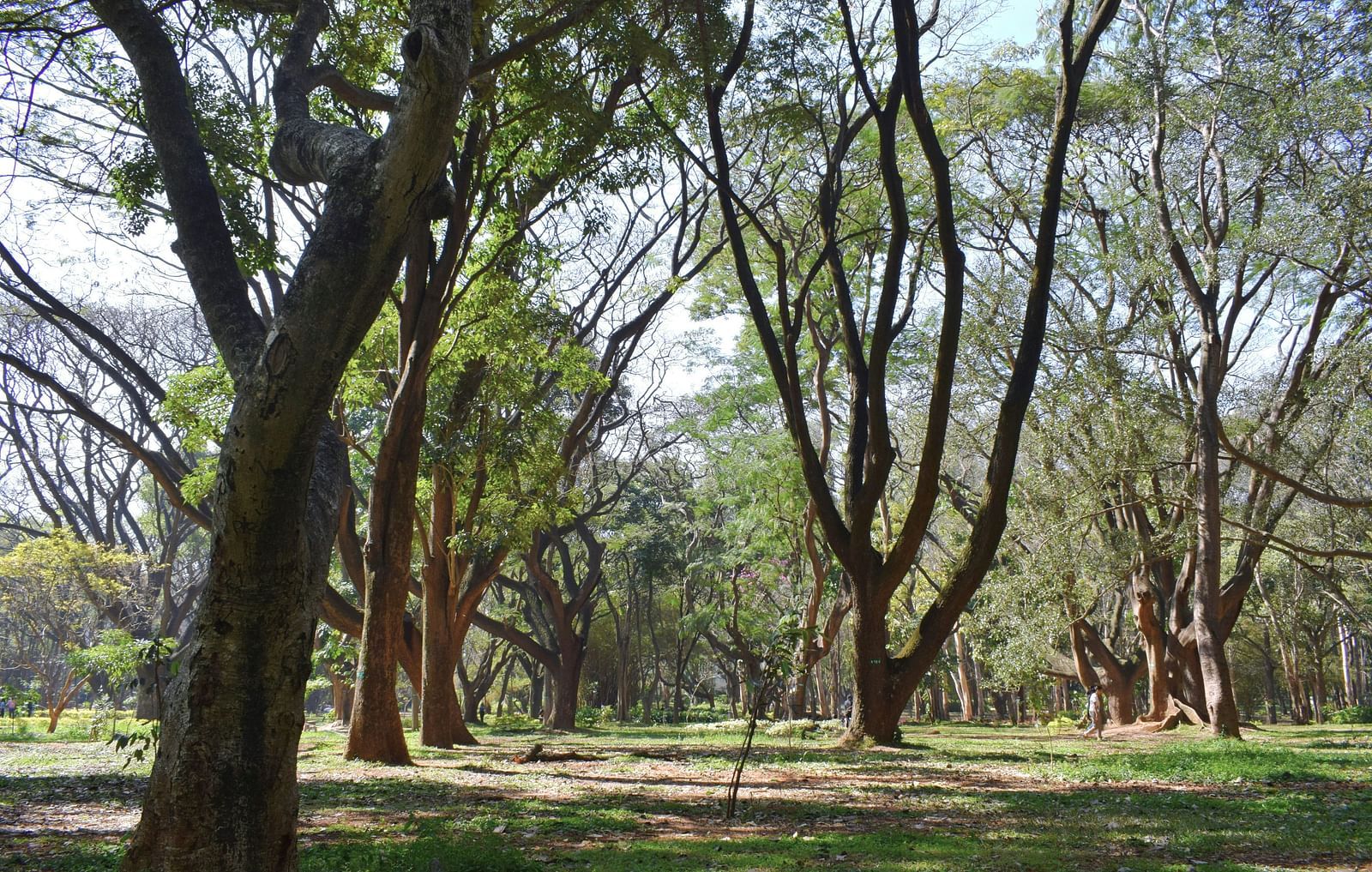 View of trees in Cubbon park - Bangalore