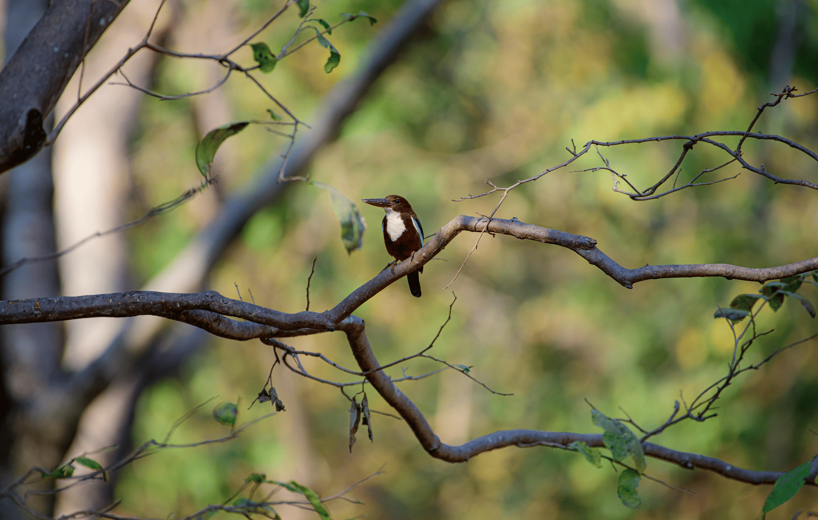 A white-throated kingfisher perches on a bare tree branch, surrounded by greenery in the background.