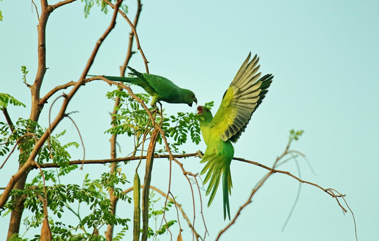 Two bright green parrots sit on a branch. One is facing the other with its wings spread out, as if greeting it.