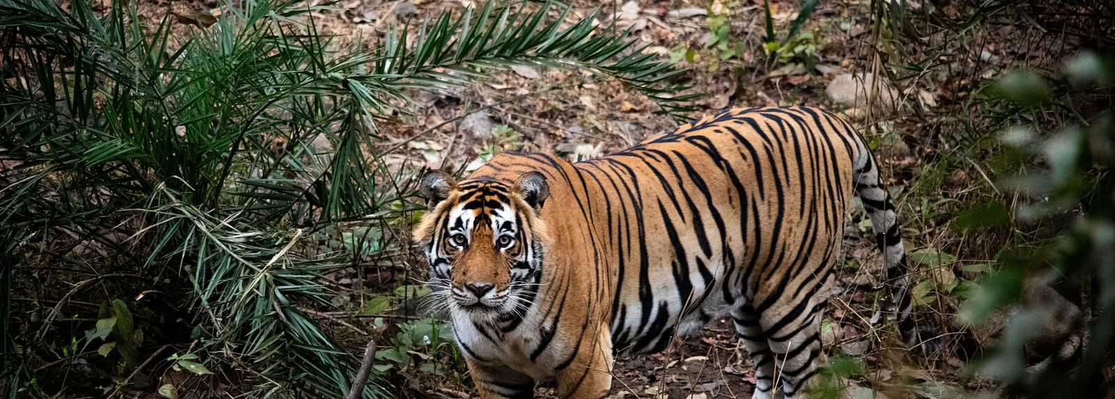 A tiger staring into the camera - Utsav Camp