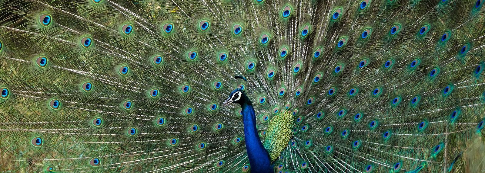 An overview of a peacock with its feathers open - Utsav Camp Sariska.