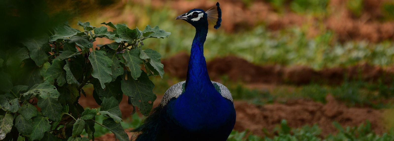A close-up image of peacock standing on the ground