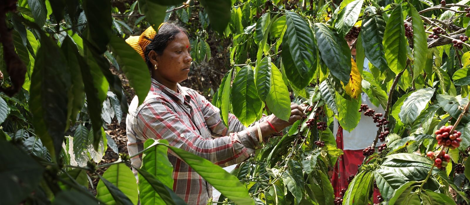 Woman harvesting red coffee berries from a plant.