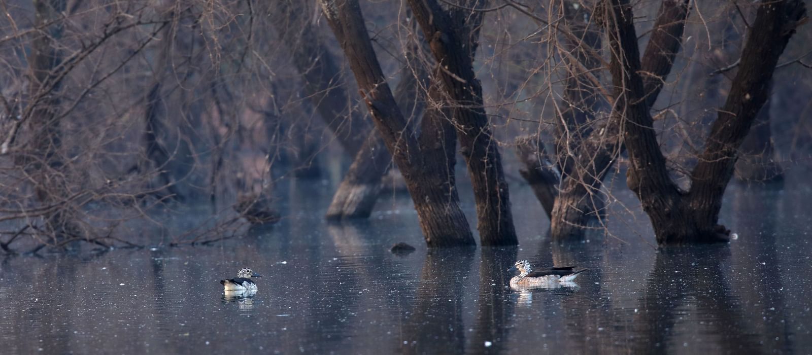 Two ducks swim in water surrounded by bare trees.