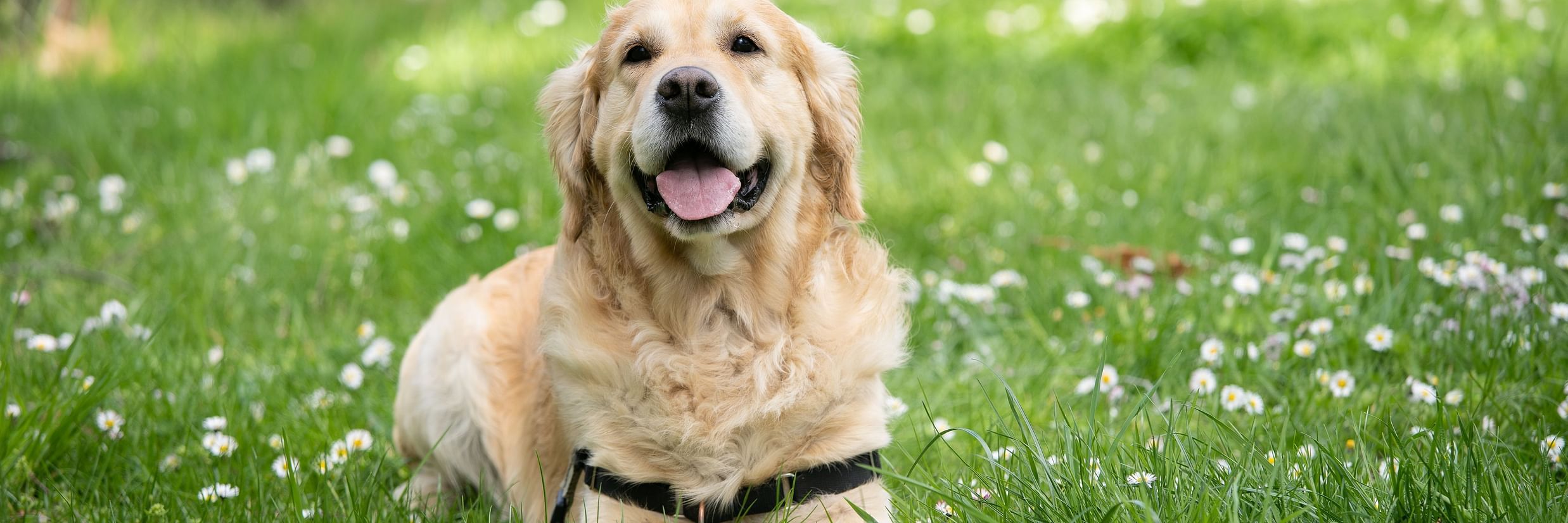 A dog sitting in a grass area with many flowers seen.