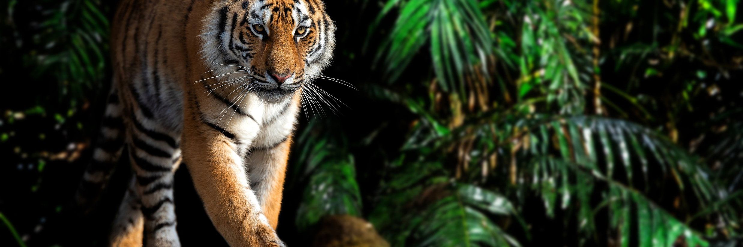 Tiger Safari in Karnataka: Where to Spot the Majestic Big Cat
