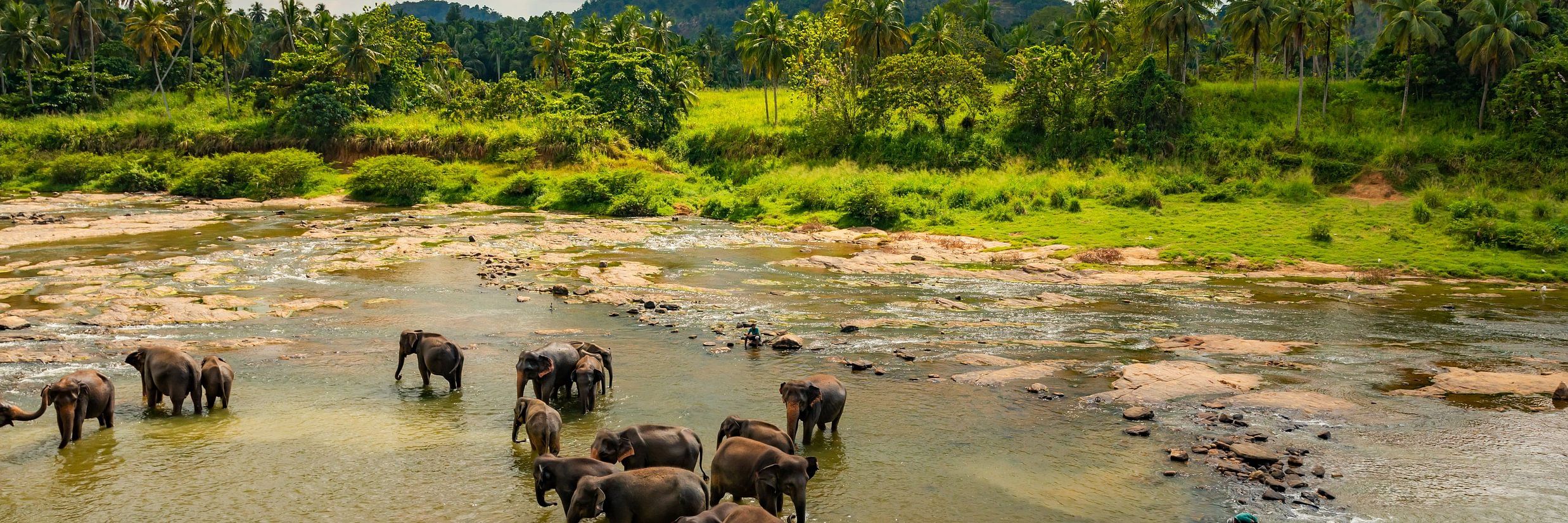 A Guide to the Best Elephant Camps in Karnataka 