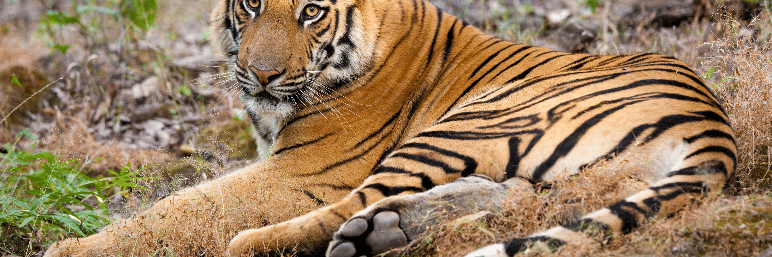 Wildlife Tiger Safari in India 2026 – 15 Best Tiger Safari Destinations