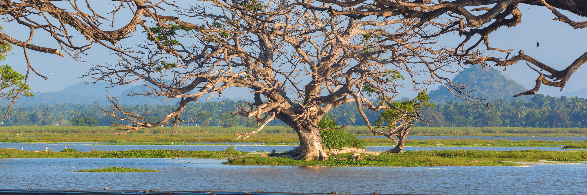 The Kabini Alternative: Experience the Forest Without the Price Tag