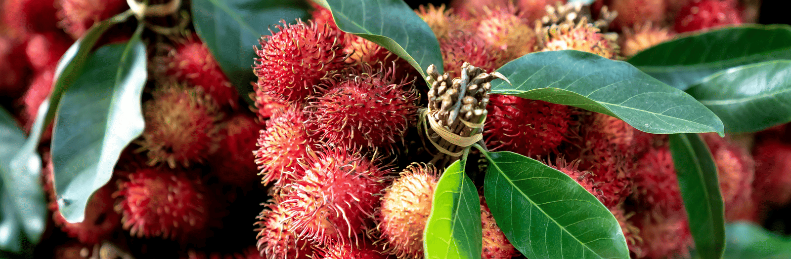 pexels-quang-nguyen-vinh-222549-2563242