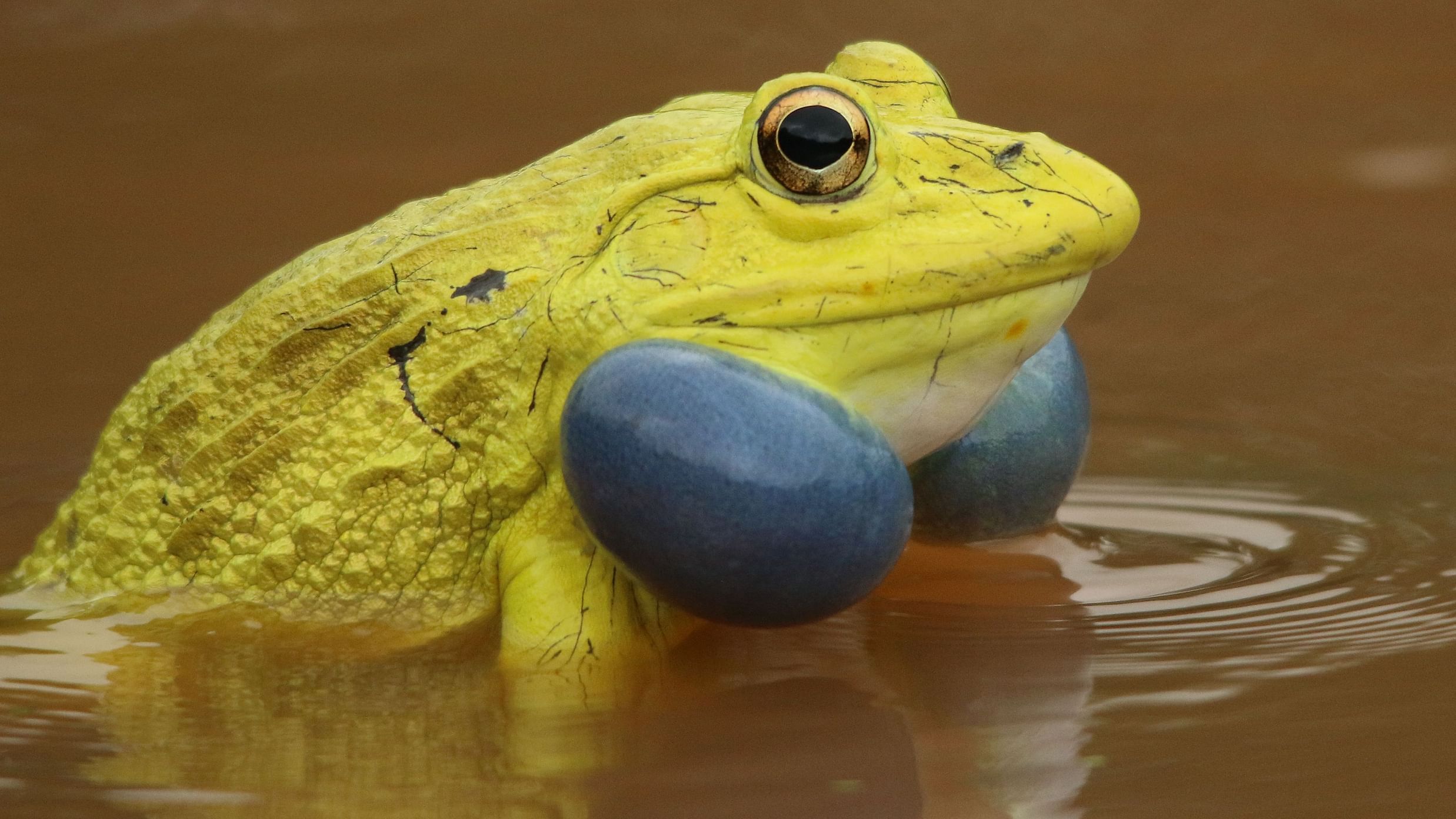 image of a yellow frog