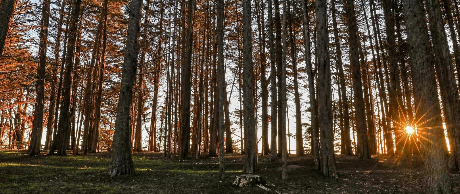 A sun star being formed in a forest with tall trees at sunset - Amador Hotel.