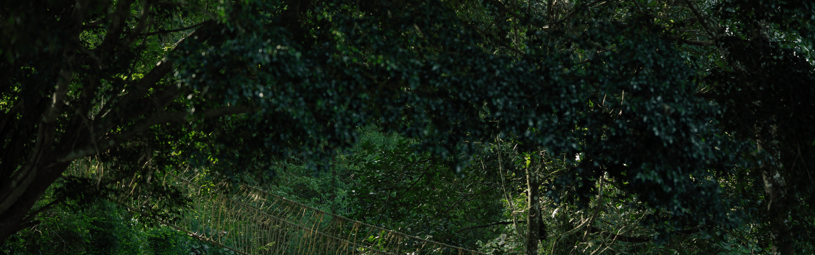 An outdoor adventure setup showing a Burma bridge suspended amongst dense, green canopy and forest foliage.