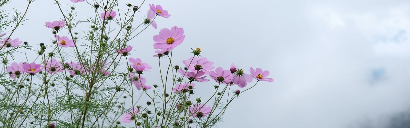 darjeeling flowers
