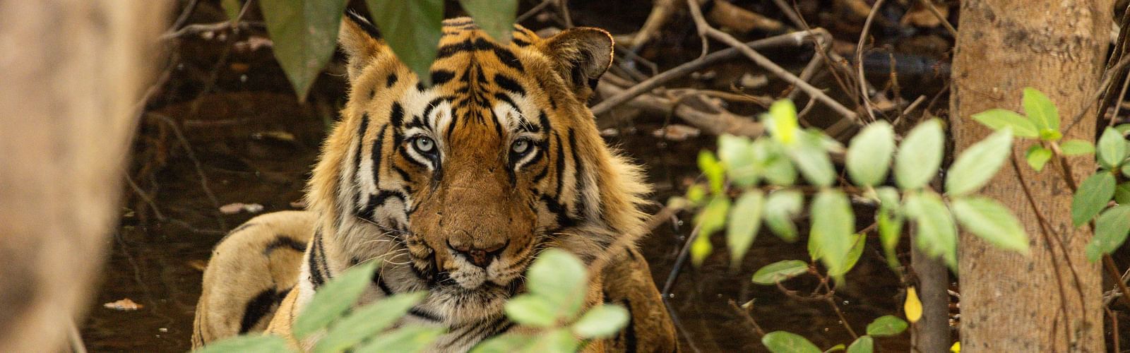 A Bengal tiger looking at the camera at Trees N Tigers, Tadoba.