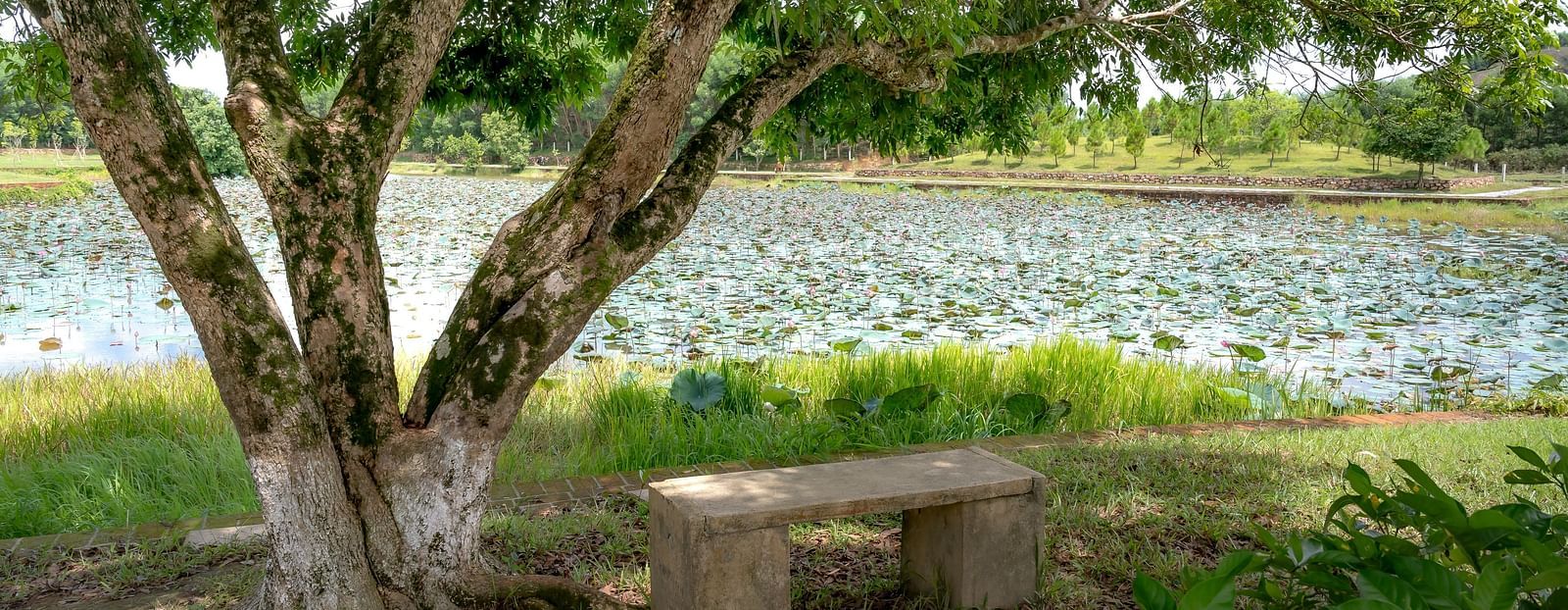 image of a tree shadowing a concrete bench that is right besides a lake